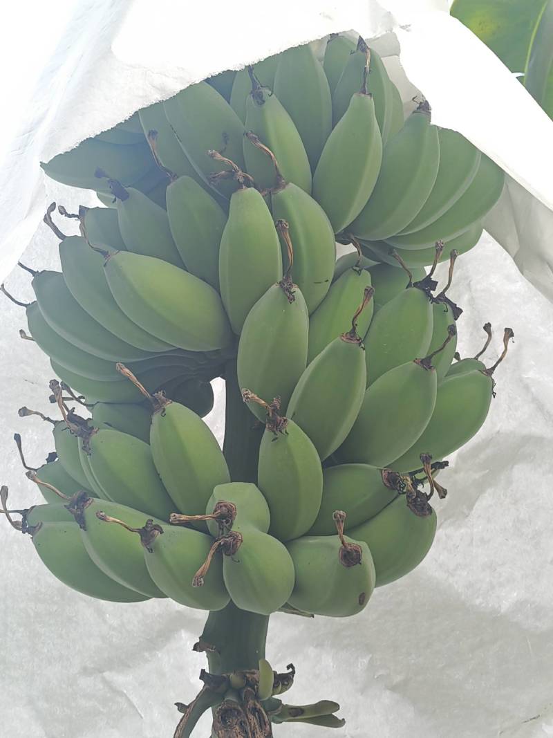 精品产地直供徐闻苹果焦，一手货源，量大从优，欢迎致电联系