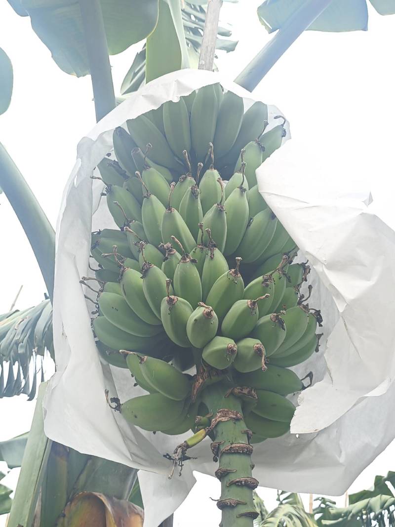 精品产地直供徐闻苹果焦，一手货源，量大从优，欢迎致电联系