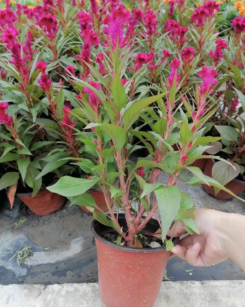 鸡冠花双色杯开花的鸡冠花带盆带土出售可视频看