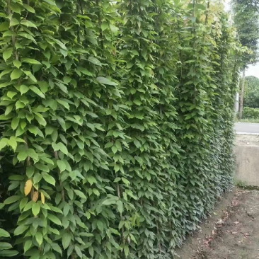 出售油麻藤50公分-3米高带杯带土装车油麻藤基地出售