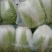 菊锦白菜大量上市，货源充足，价格合理，产地直销，原意合作