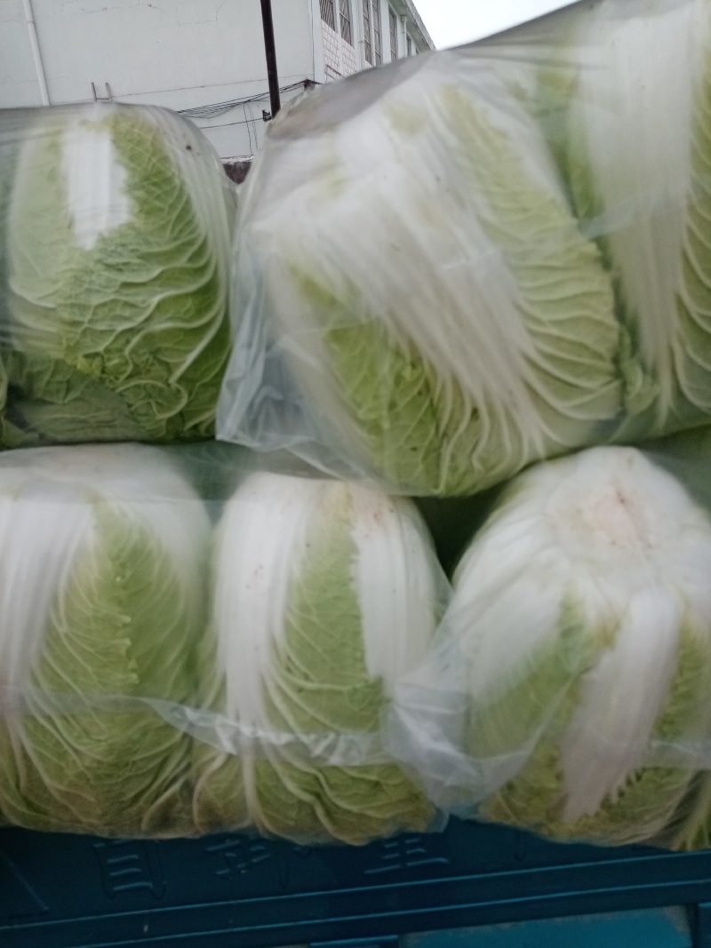 菊锦白菜大量上市，货源充足，价格合理，产地直销，原意合作