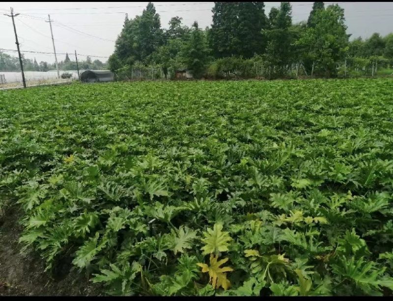 春羽地苗价格，春羽杯苗价格，春羽成都基地货源