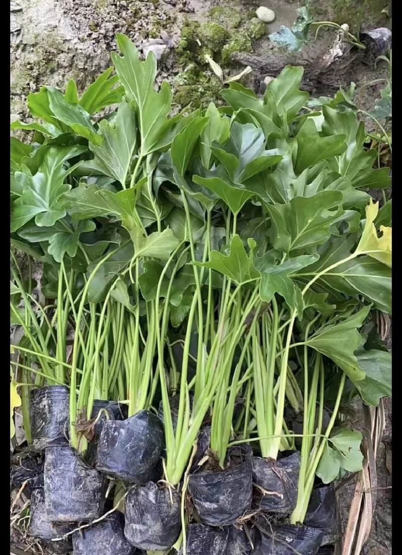 春羽地苗价格，春羽杯苗价格，春羽成都基地货源