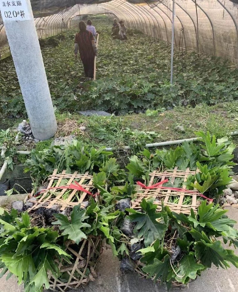 春羽地苗价格，春羽杯苗价格，春羽成都基地货源