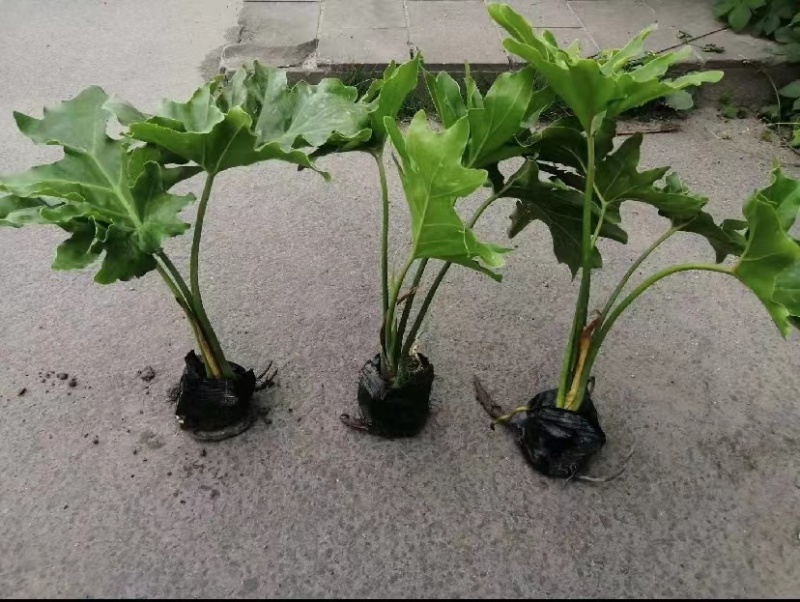 春羽地苗价格，春羽杯苗价格，春羽成都基地货源