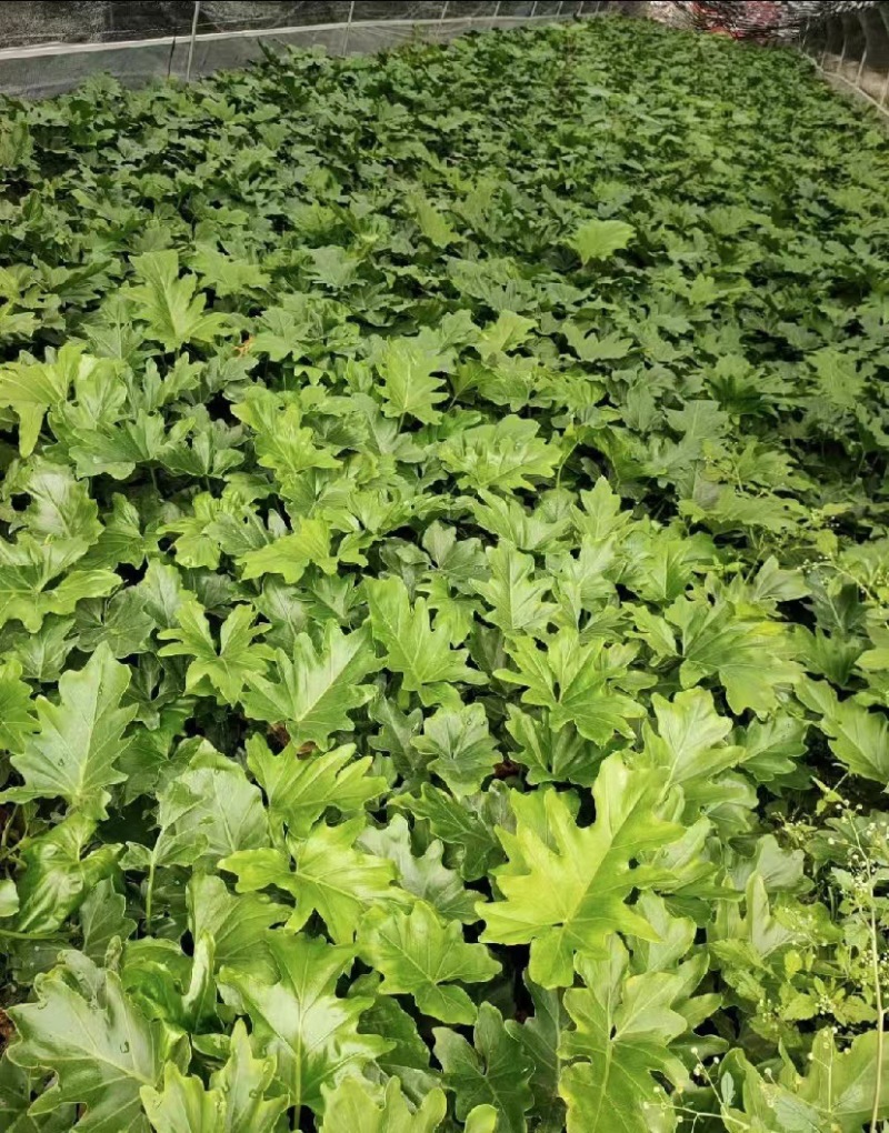 春羽地苗价格，春羽杯苗价格，春羽成都基地货源