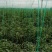 鲜辣椒，小螺丝椒，大螺丝椒，泡椒，线椒等规格齐全新货上市