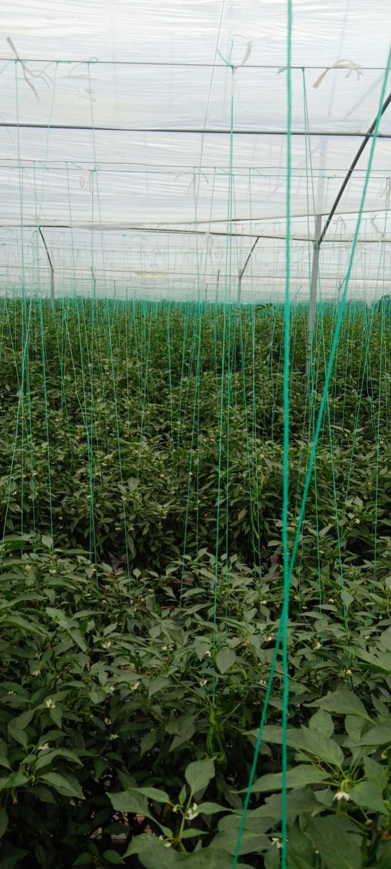 鲜辣椒，小螺丝椒，大螺丝椒，泡椒，线椒等规格齐全新货上市