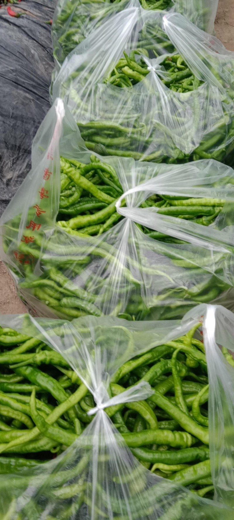 鲜辣椒，小螺丝椒，大螺丝椒，泡椒，线椒等规格齐全新货上市