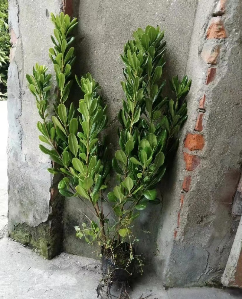 海桐苗地苗，海桐苗杯苗，海桐苗成都基地货源海桐