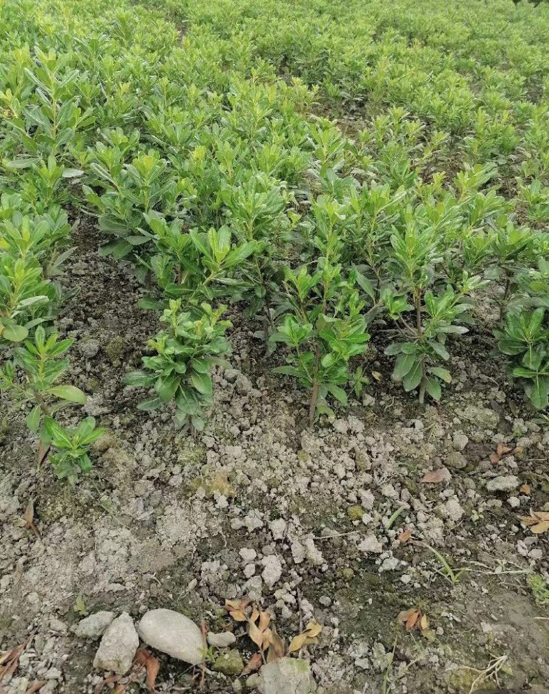 海桐苗地苗，海桐苗杯苗，海桐苗成都基地货源海桐