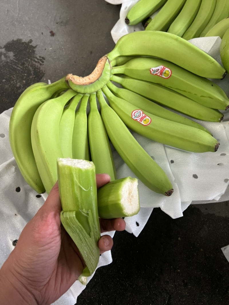 香蕉现货供应，不受寒无花皮4证齐全黄金蕉可发全国