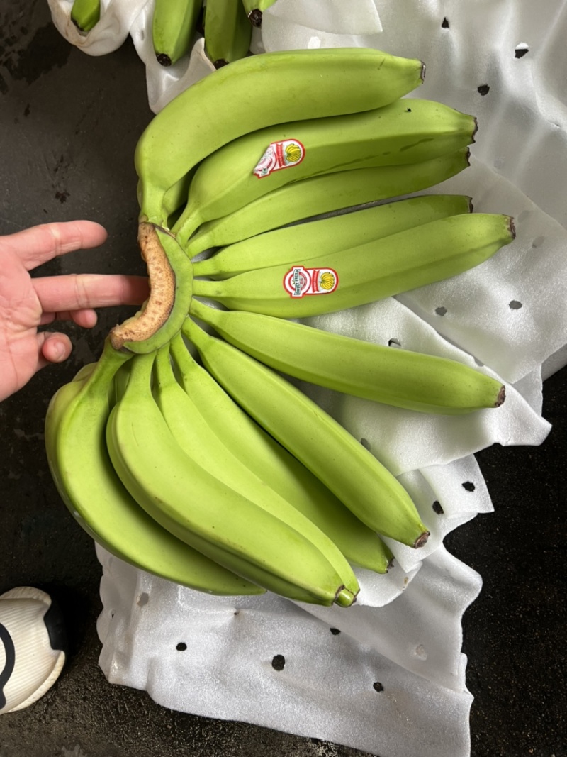香蕉现货供应，不受寒无花皮4证齐全黄金蕉可发全国