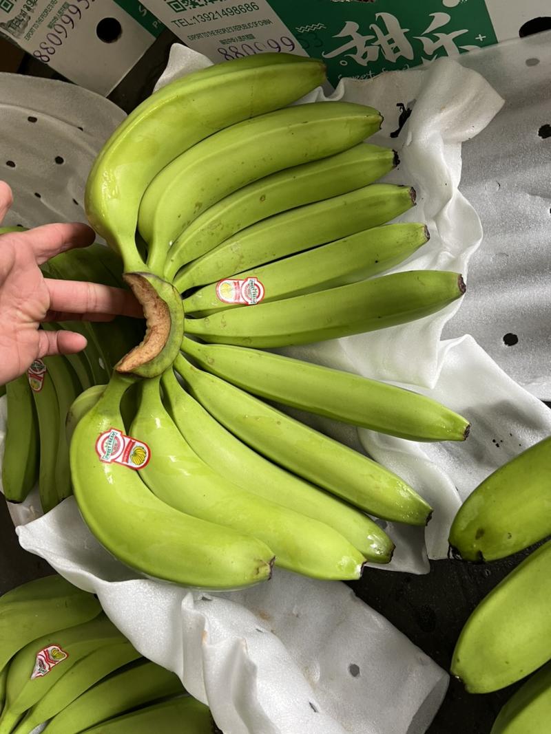 香蕉现货供应，不受寒无花皮4证齐全黄金蕉可发全国