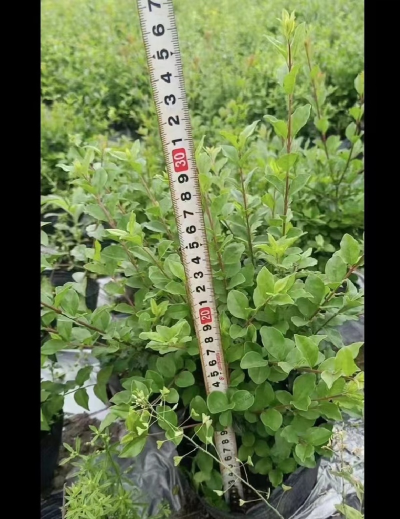 小叶女贞，成都小叶女贞价格低，小叶女贞基地