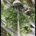 小叶女贞，成都小叶女贞价格低，小叶女贞基地