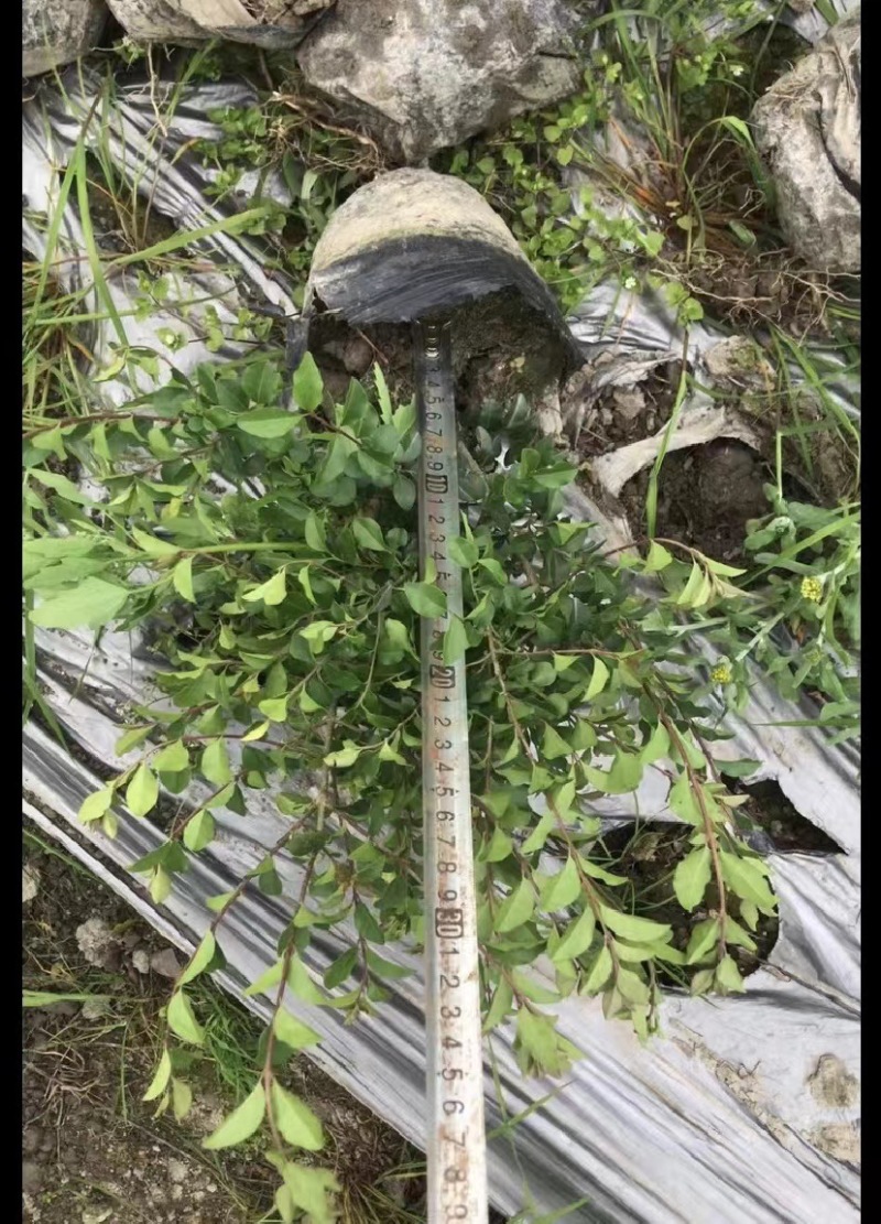 小叶女贞，成都小叶女贞价格低，小叶女贞基地