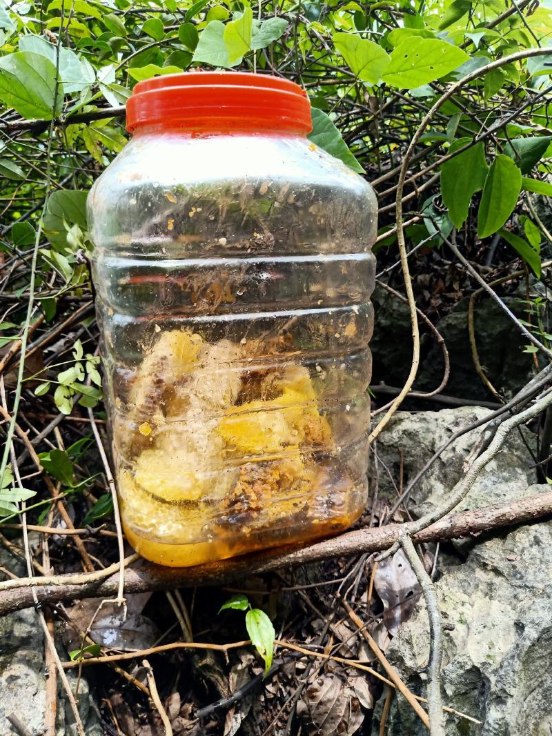 高山石洞里纯野生中蜂蜂蜜