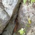 高山石洞里纯野生中蜂蜂蜜