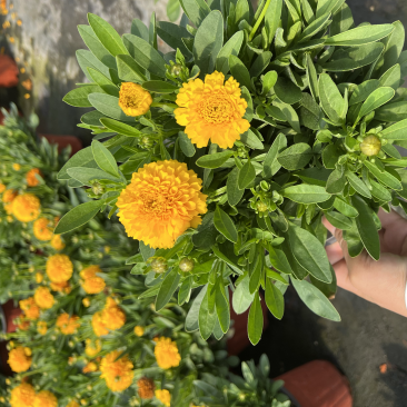 180#金鸡菊基地大量生产量大私聊