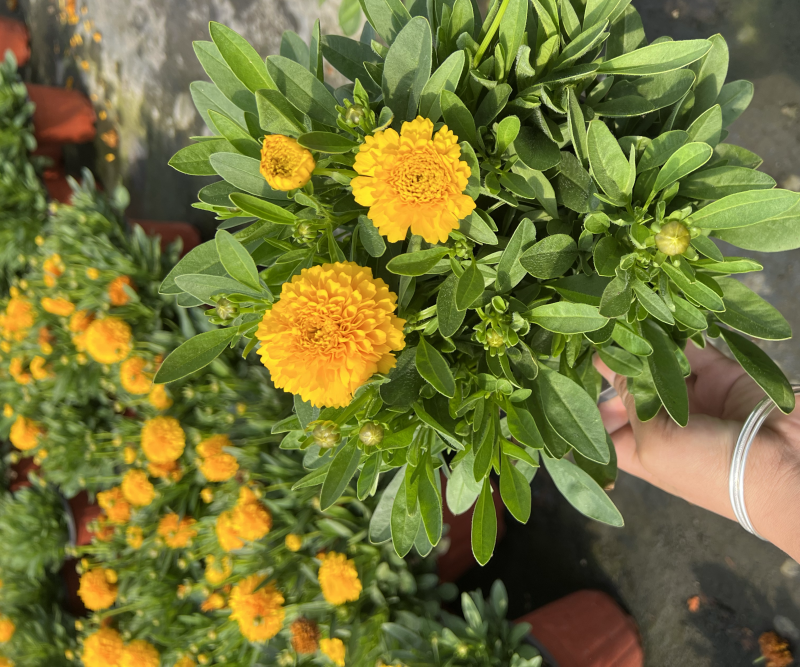 180#金鸡菊基地大量生产量大私聊