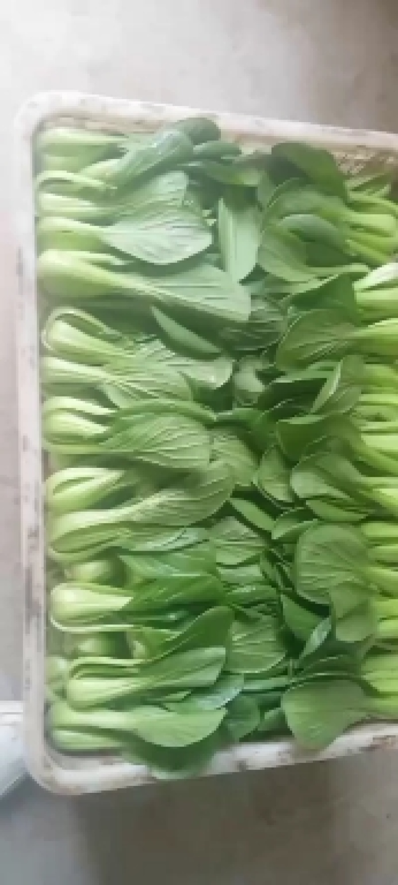 油菜快菜