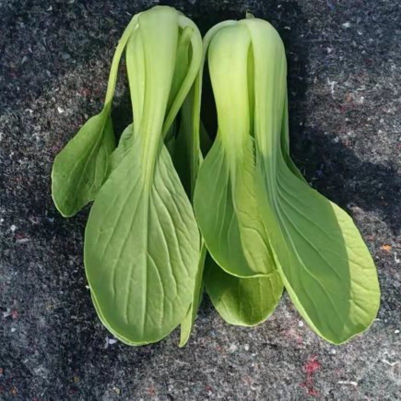 油菜快菜