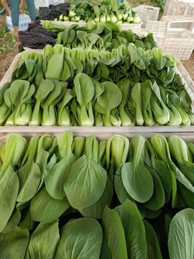 油菜快菜