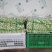 油菜快菜