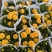 180#金鸡菊基地大量生产量大私聊