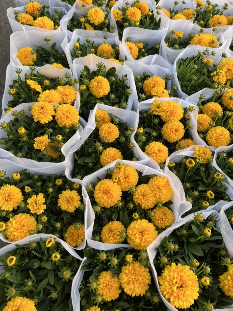 180#金鸡菊基地大量生产量大私聊