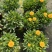 180#金鸡菊基地大量生产量大私聊