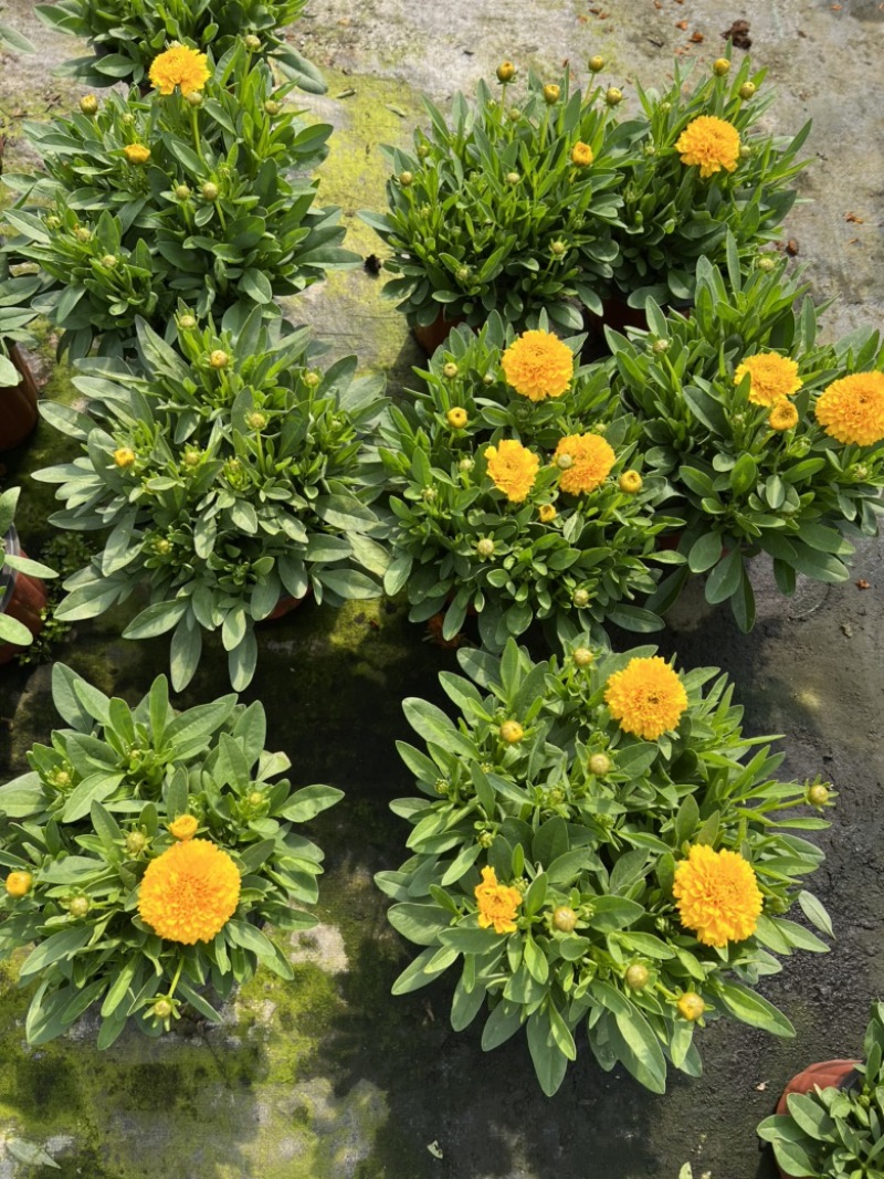 180#金鸡菊基地大量生产量大私聊