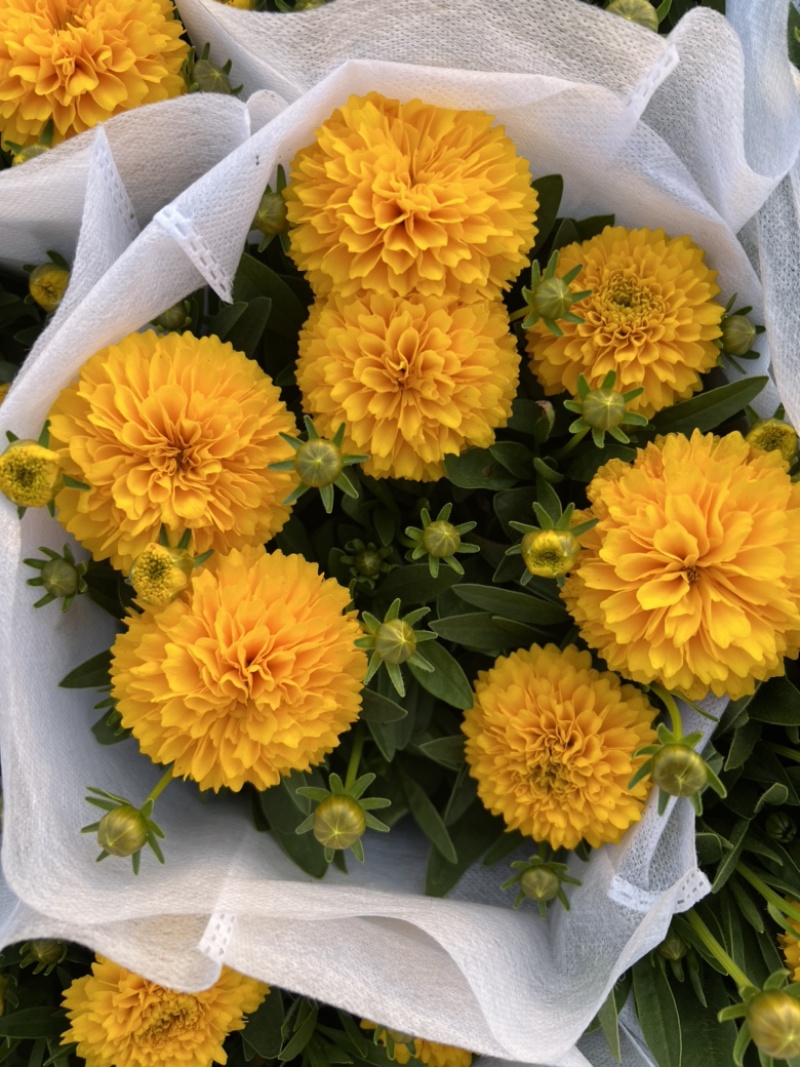 180#金鸡菊基地大量生产量大私聊