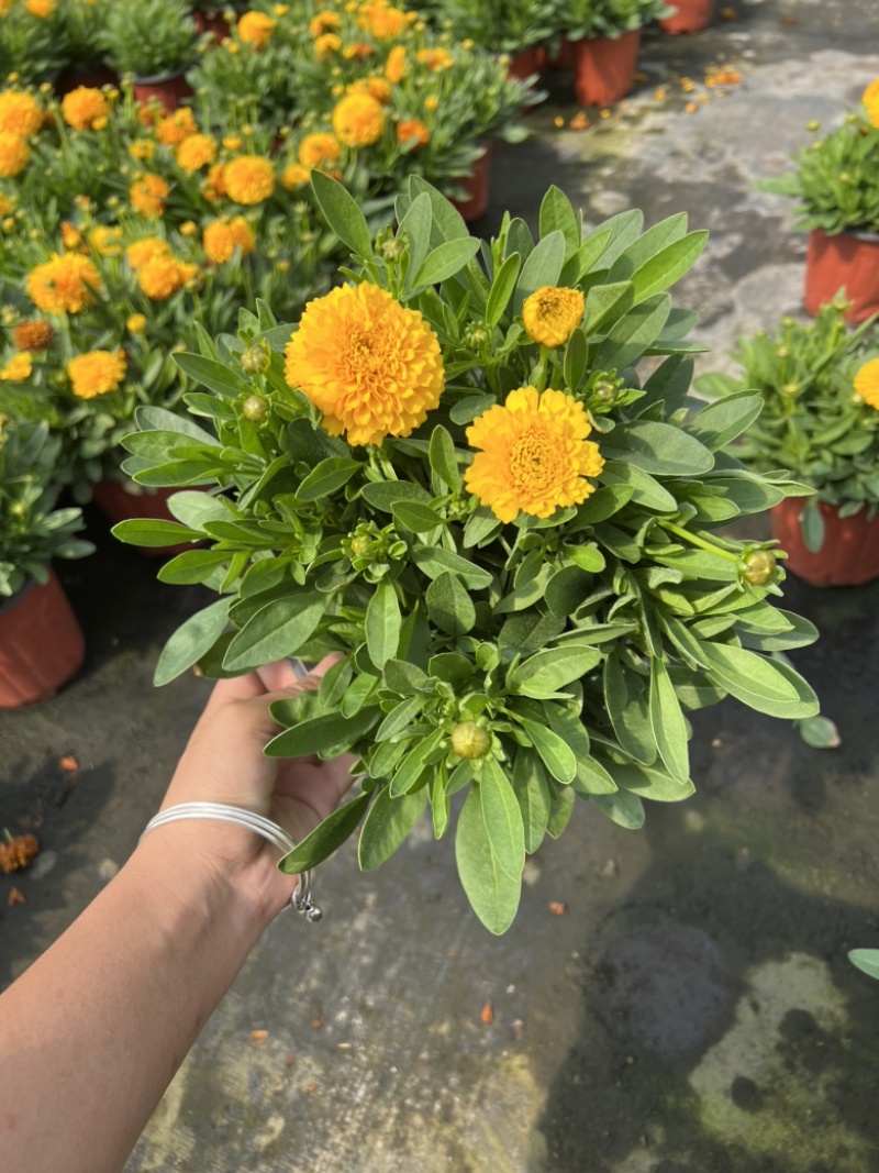 180#金鸡菊基地大量生产量大私聊