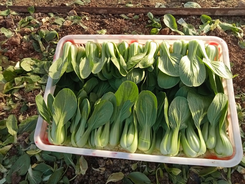 油菜快菜