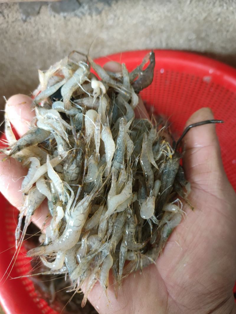 棍子鱼，河虾！兰刀