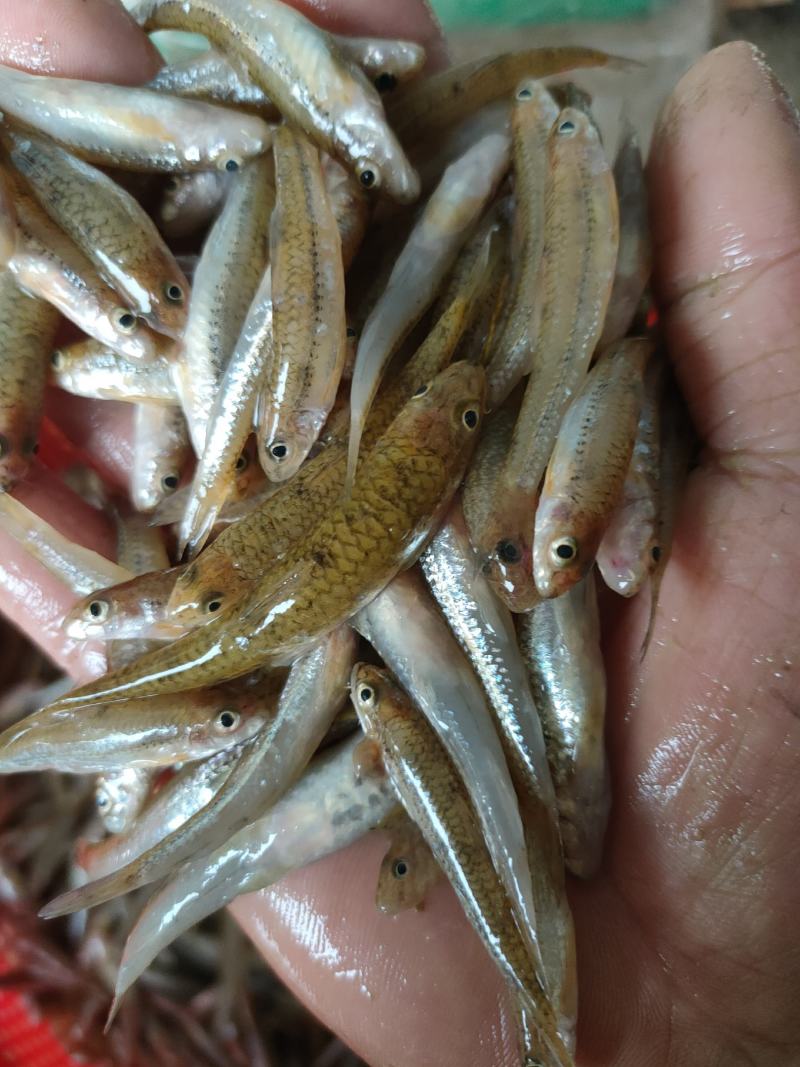 棍子鱼，河虾！兰刀
