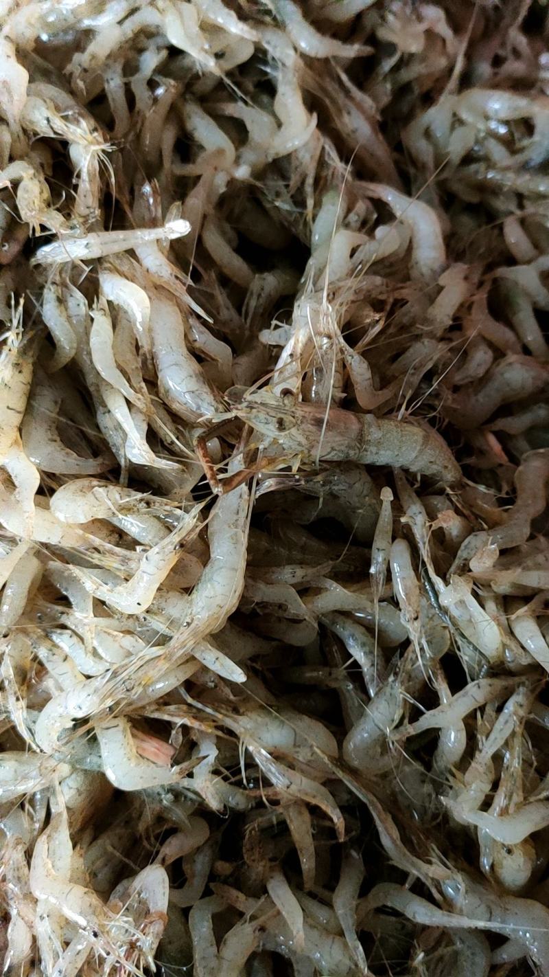 棍子鱼，河虾！兰刀