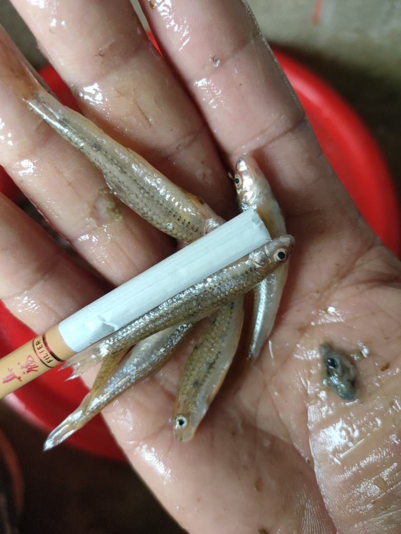 棍子鱼，河虾！兰刀