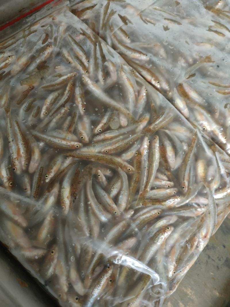 棍子鱼，河虾！兰刀