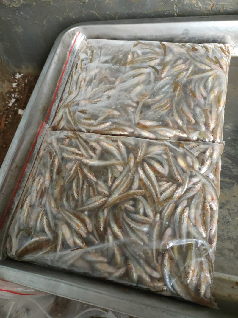 棍子鱼，河虾！兰刀