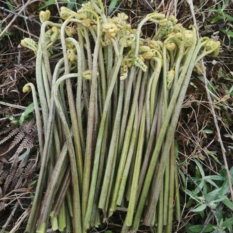 贵州大山蕨菜鲜货包邮