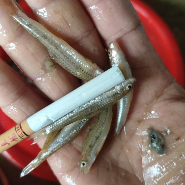 棍子鱼，河虾！兰刀
