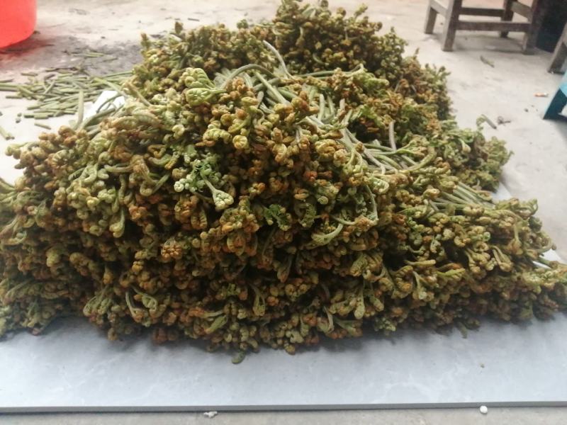 贵州大山蕨菜鲜货包邮