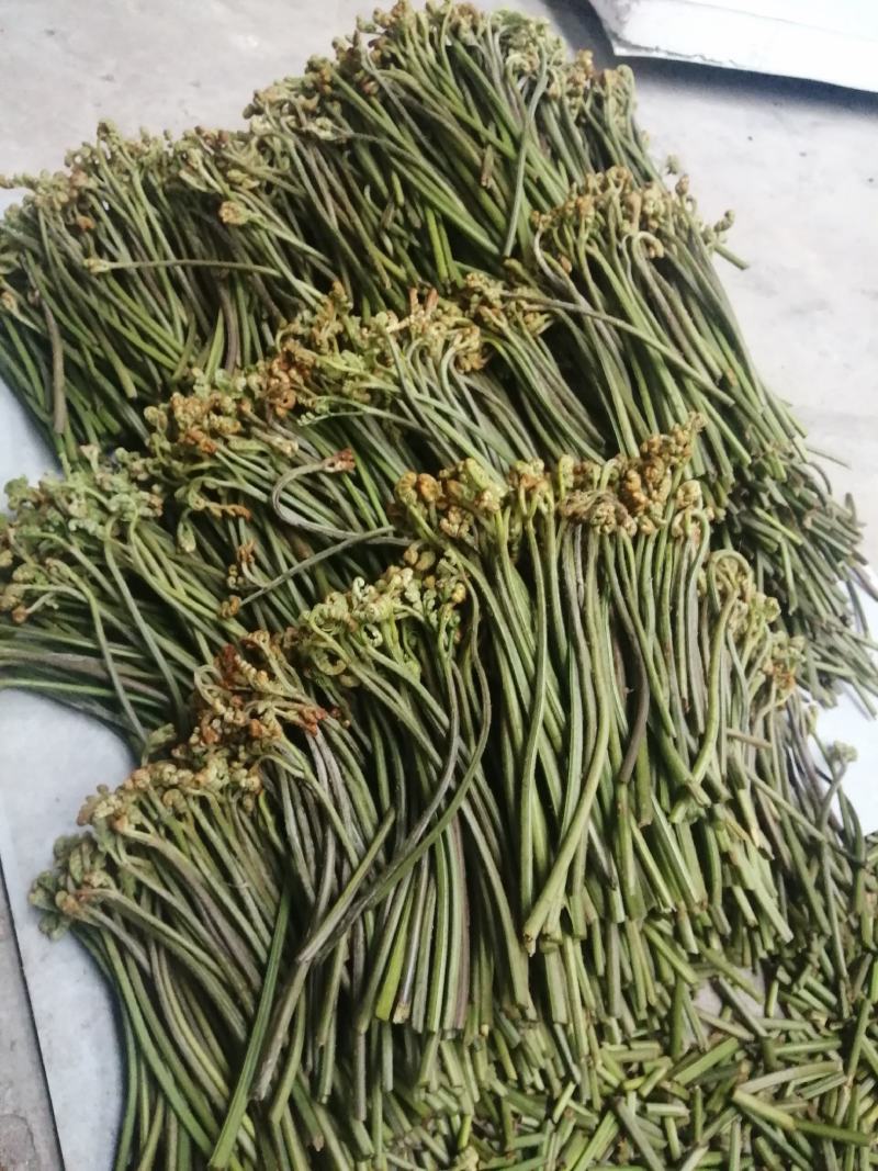 贵州大山蕨菜鲜货包邮