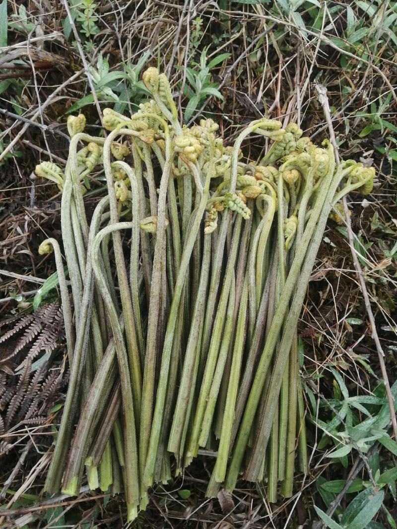 贵州大山蕨菜鲜货包邮
