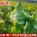吉林白菜主产区黄心菜产地包心菜价格产地直发