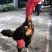 纯种越南鬼子斗鸡种蛋受精蛋